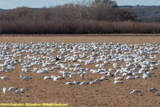 snow geese feeding